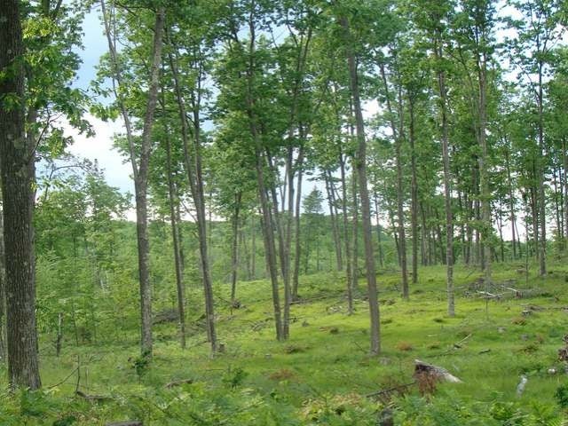 30-ac Goodnow Road Harshaw, WI 54529 - Photo 3 of 15 Gallery Image 3