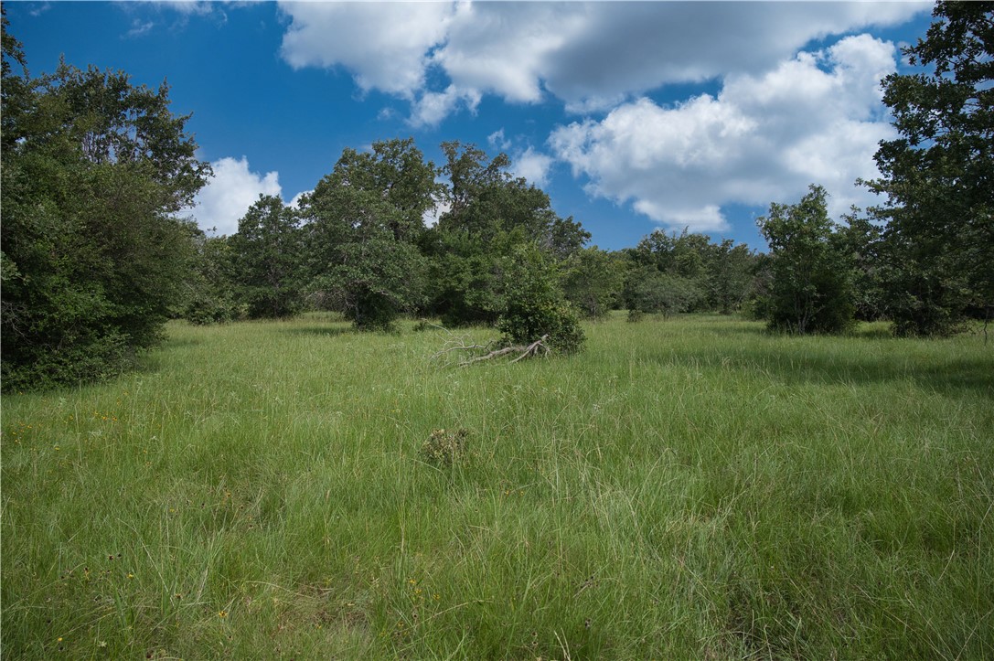 12538 South E B Watson County Road Southeast Bremond, TX 76629 - Photo 15 of 25 a view of a green field with lots of bushes