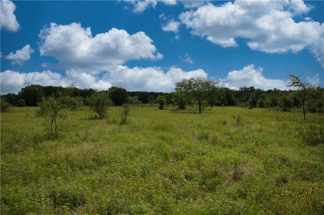 12538 South E B Watson County Road Southeast Bremond, TX 76629 - Photo 17 of 25 a view of a big yard with large trees