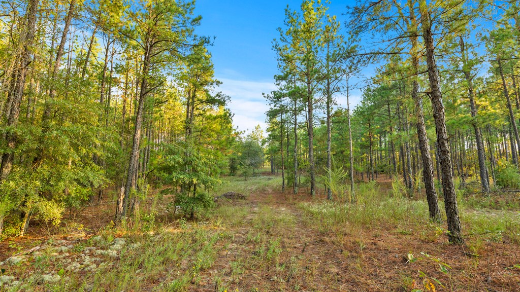 346 Kirkland Store Road Mauk, GA 31058 - Photo 4 of 10 Gallery Image 4