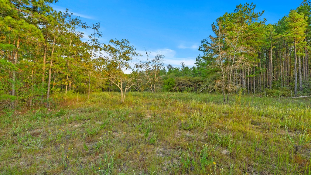 346 Kirkland Store Road Mauk, GA 31058 - Photo 5 of 10 open area near center of property