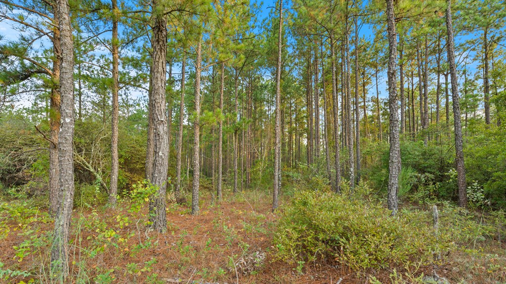 346 Kirkland Store Road Mauk, GA 31058 - Photo 6 of 10 pines throughout property