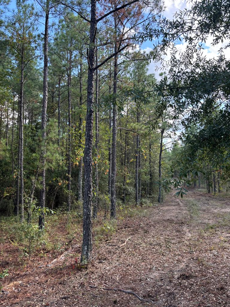 346 Kirkland Store Road Mauk, GA 31058 - Photo 9 of 10 Gallery Image 9
