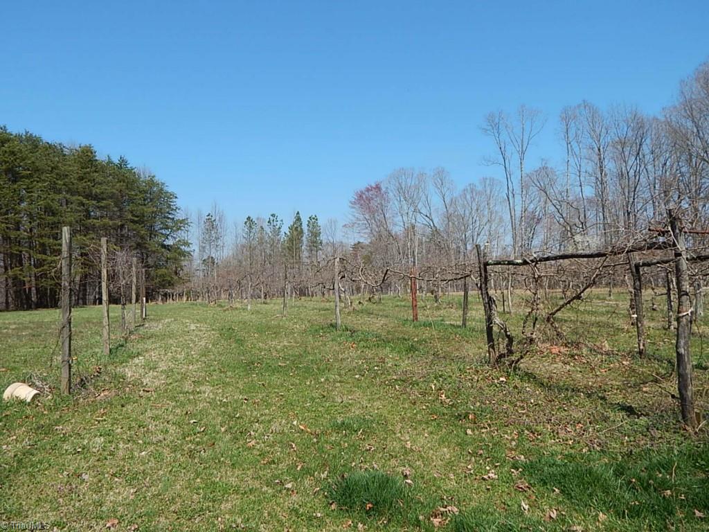 5736 Bunch Road Oak Ridge, NC 27310 - Photo 28 of 30 Vineyard