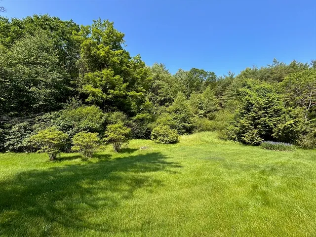 a view of a garden with plants and large trees