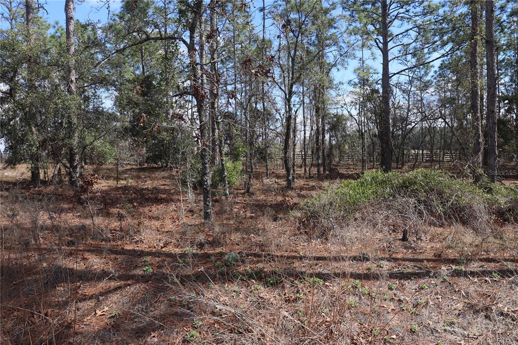 2251 Southwest Buena Vista Road Dunnellon, FL 34431 - Photo 1 of 7 a view of outdoor space and green space