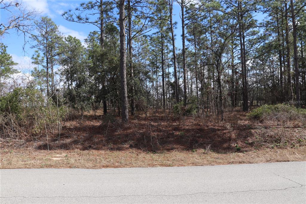 2251 Southwest Buena Vista Road Dunnellon, FL 34431 - Photo 2 of 7 a view of a yard with trees