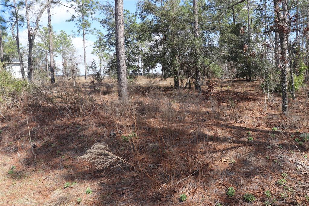 2251 Southwest Buena Vista Road Dunnellon, FL 34431 - Photo 3 of 7 a view of outdoor space with trees
