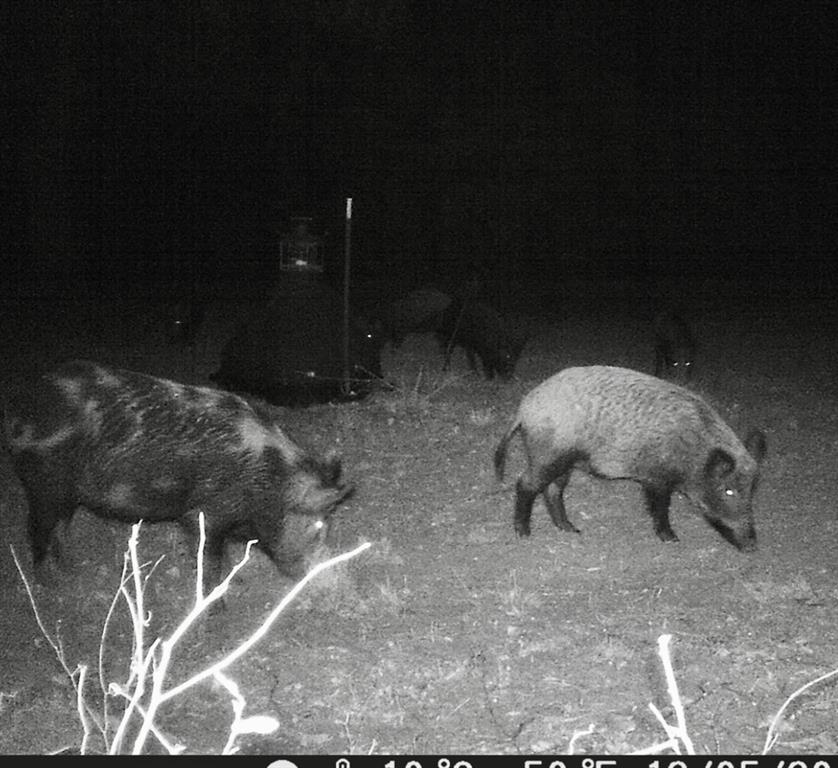 1690 Jim Ned Road Montague, TX 76251 - Photo 15 of 15 a view of a yard
