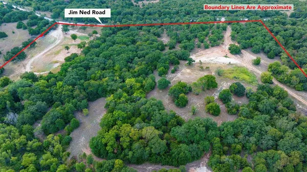 a close up of a plant in a garden