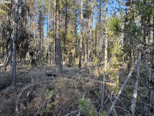a view of a forest with trees