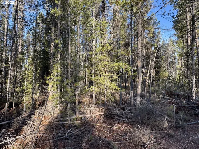a view of a yard with trees and wooden fence