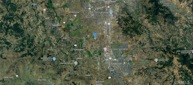 a close view of a plant in a forest