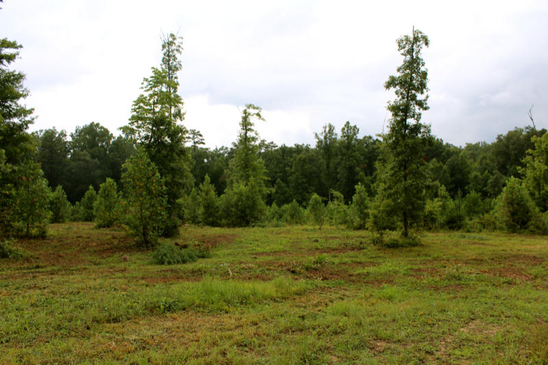 Lot 24 James George Road Jamestown, TN 38556 - Photo 2 of 24 IMG_4362_800x533