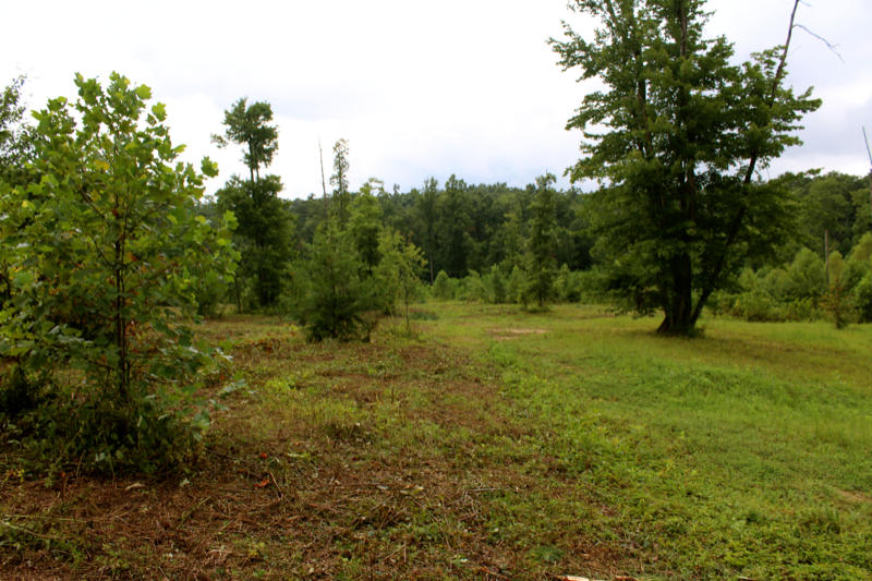 Lot 24 James George Road Jamestown, TN 38556 - Photo 13 of 24 IMG_4358_800x533
