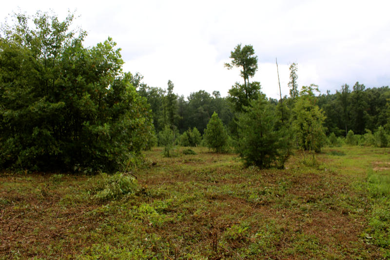Lot 24 James George Road Jamestown, TN 38556 - Photo 14 of 24 IMG_4360_800x533