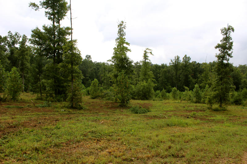 Lot 24 James George Road Jamestown, TN 38556 - Photo 15 of 24 IMG_4361_800x533