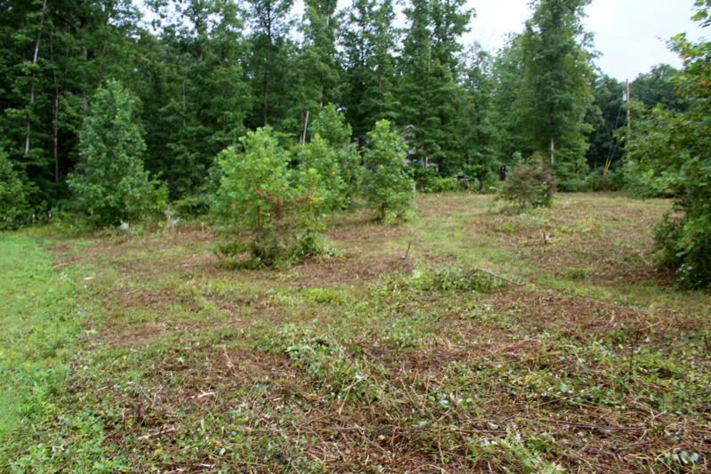 Lot 24 James George Road Jamestown, TN 38556 - Photo 17 of 24 IMG_4366_800x533