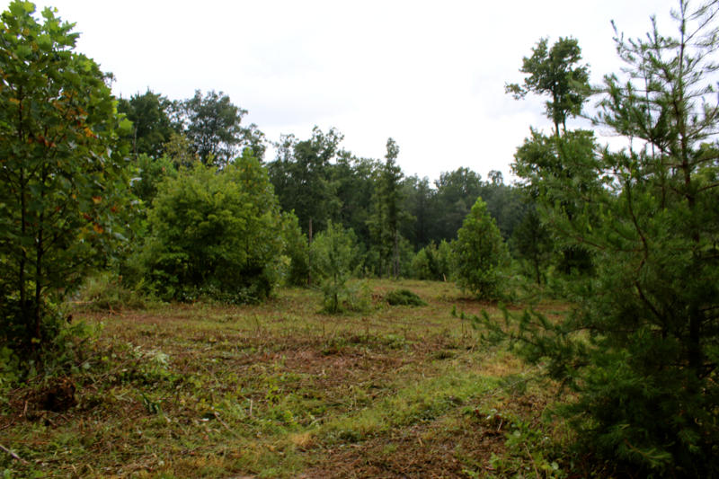 Lot 24 James George Road Jamestown, TN 38556 - Photo 18 of 24 IMG_4367_800x533
