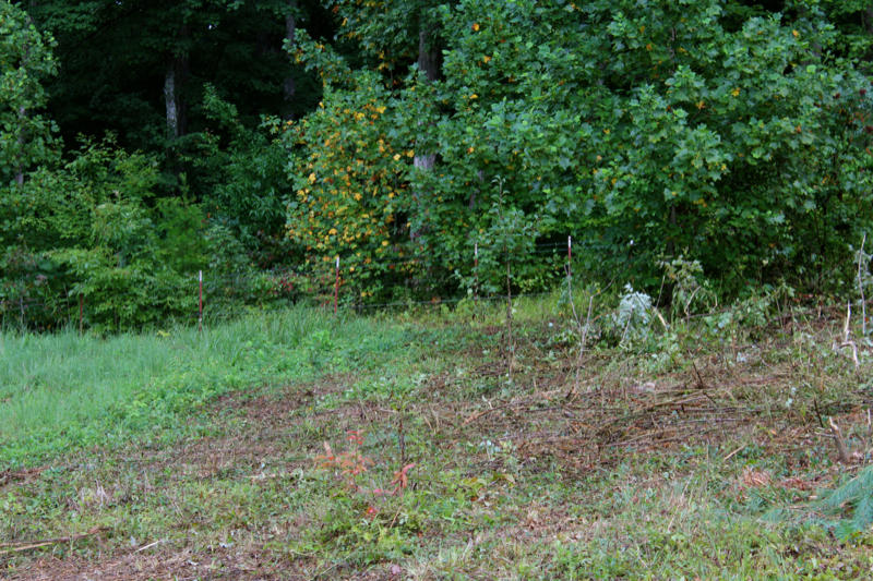 Lot 24 James George Road Jamestown, TN 38556 - Photo 20 of 24 IMG_4369_800x533