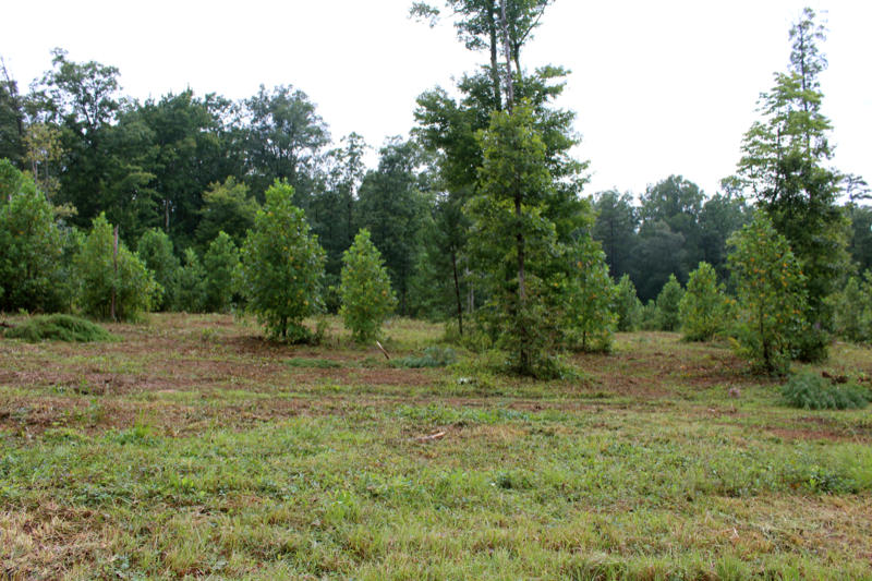 Lot 24 James George Road Jamestown, TN 38556 - Photo 3 of 24 IMG_4363_800x533