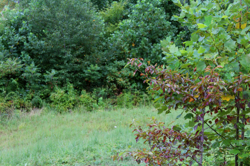Lot 24 James George Road Jamestown, TN 38556 - Photo 21 of 24 IMG_4370_800x533