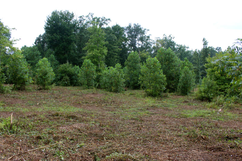 Lot 24 James George Road Jamestown, TN 38556 - Photo 22 of 24 IMG_4371_800x533