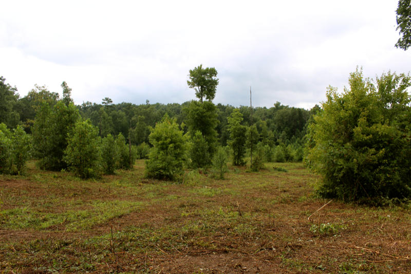 Lot 24 James George Road Jamestown, TN 38556 - Photo 23 of 24 IMG_4372_800x533