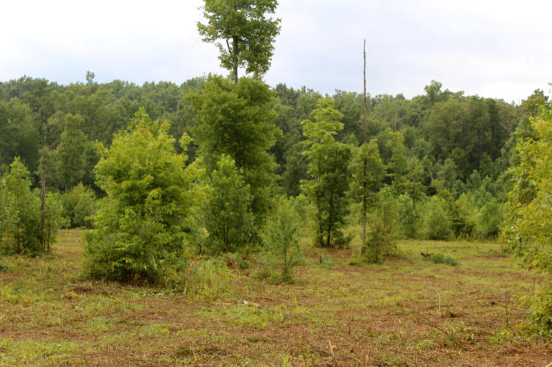 Lot 24 James George Road Jamestown, TN 38556 - Photo 24 of 24 IMG_4374_800x533