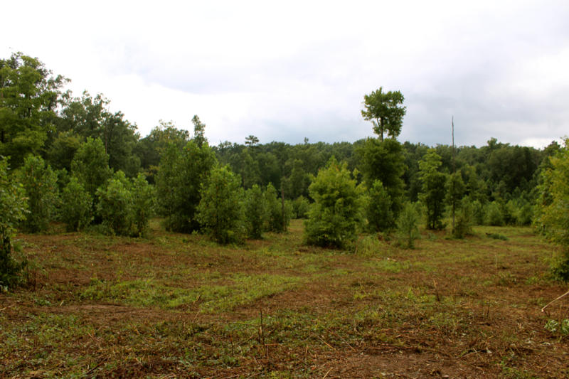 Lot 24 James George Road Jamestown, TN 38556 - Photo 4 of 24 IMG_4373_800x533