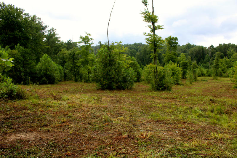 Lot 24 James George Road Jamestown, TN 38556 - Photo 5 of 24 IMG_4350_800x533