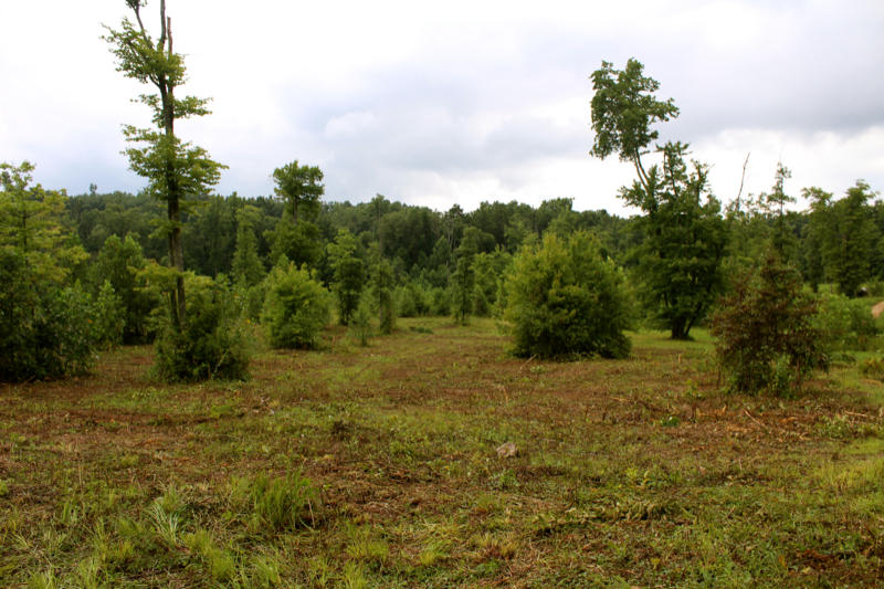 Lot 24 James George Road Jamestown, TN 38556 - Photo 6 of 24 IMG_4351_800x533