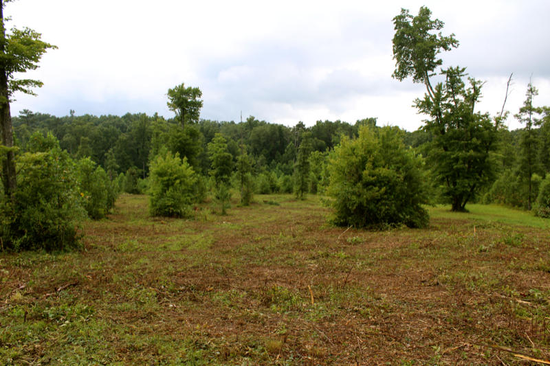 Lot 24 James George Road Jamestown, TN 38556 - Photo 7 of 24 IMG_4352_800x533