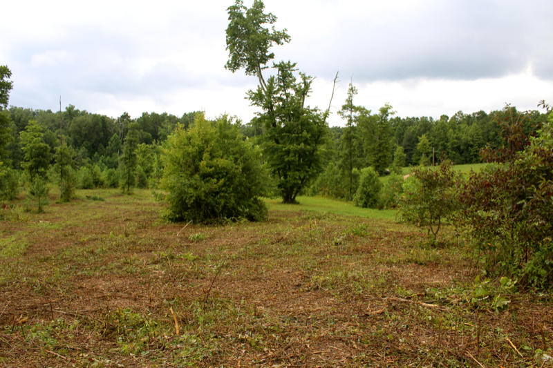 Lot 24 James George Road Jamestown, TN 38556 - Photo 8 of 24 IMG_4353_800x533