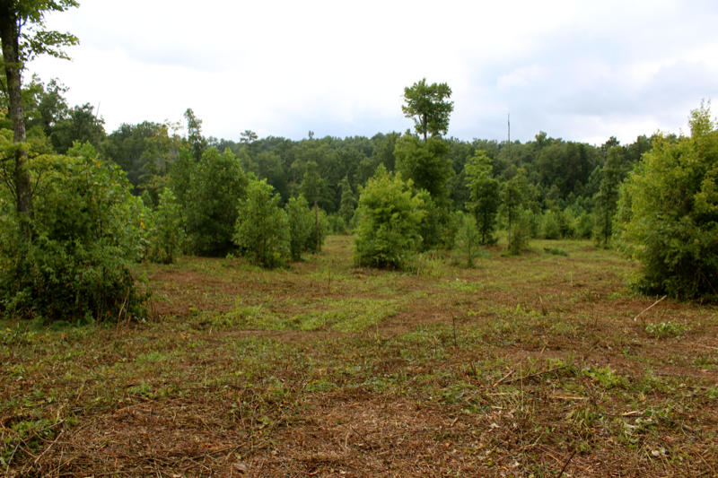 Lot 24 James George Road Jamestown, TN 38556 - Photo 9 of 24 IMG_4354_800x533