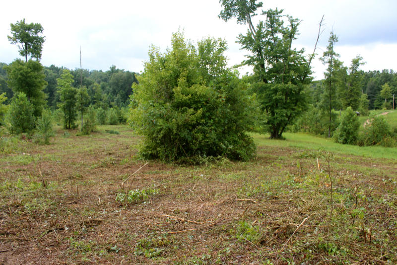 Lot 24 James George Road Jamestown, TN 38556 - Photo 10 of 24 IMG_4355_800x533