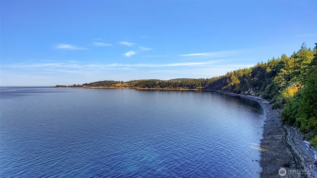 a view of a yard with plants and large trees