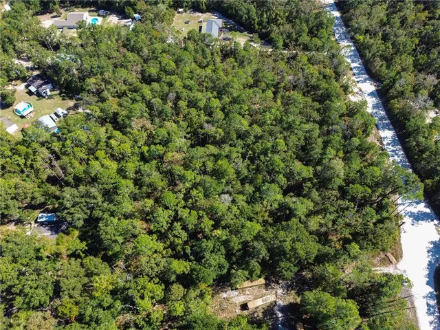 a view of a forest with trees