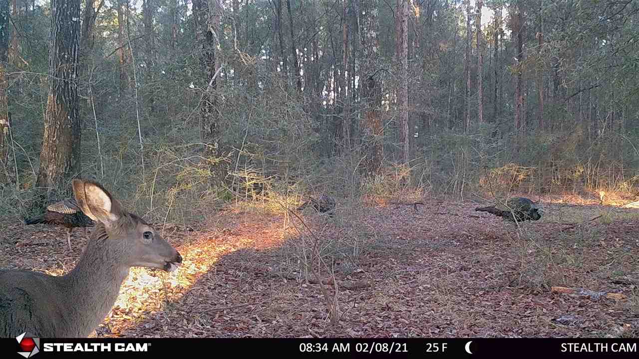 163.38-ac Cravey Bridge Road Florala, AL 36442 - Photo 47 of 49 Gallery Image 47