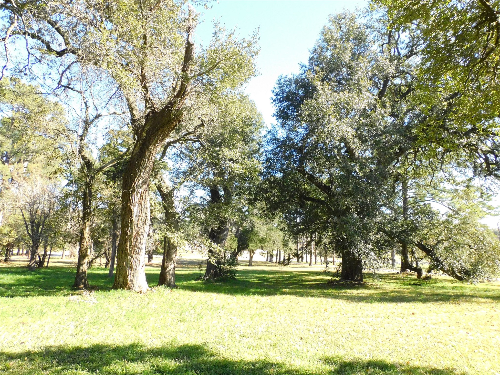 a view of a yard with an trees