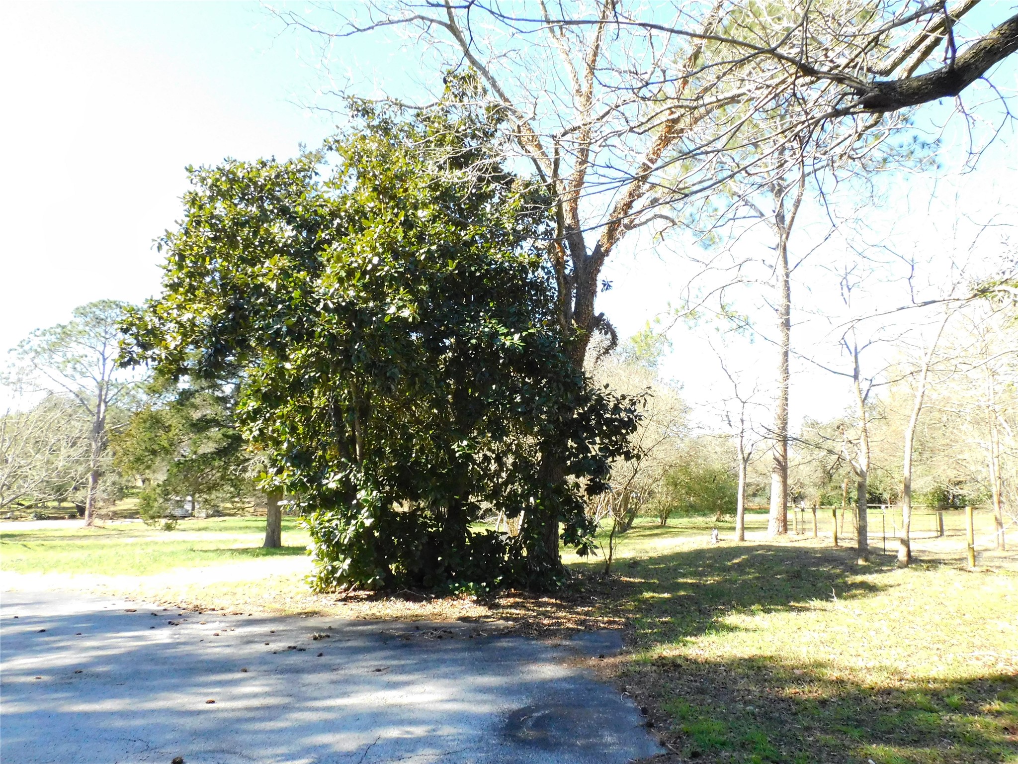 2408 Gun And Rod Road Brenham, TX 77833 - Photo 11 of 16 a view of a yard with a tree