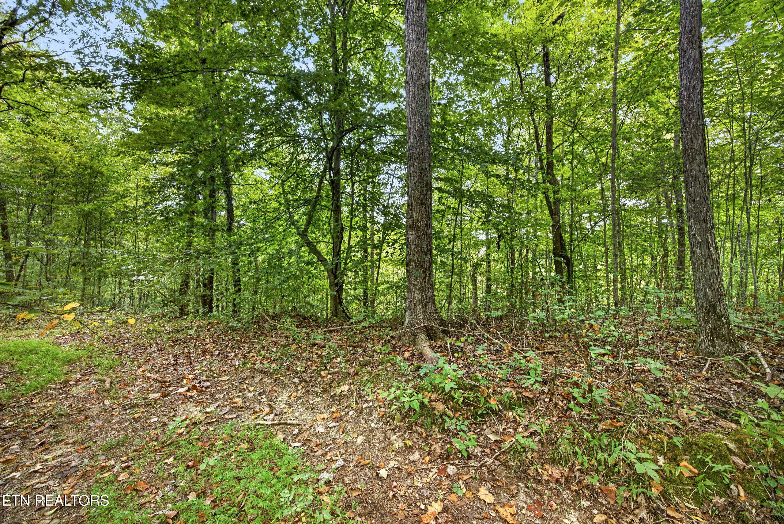 Lot 30 Timber Ridge Lane Celina, TN 38551 - Photo 7 of 12 6-8N5A6656