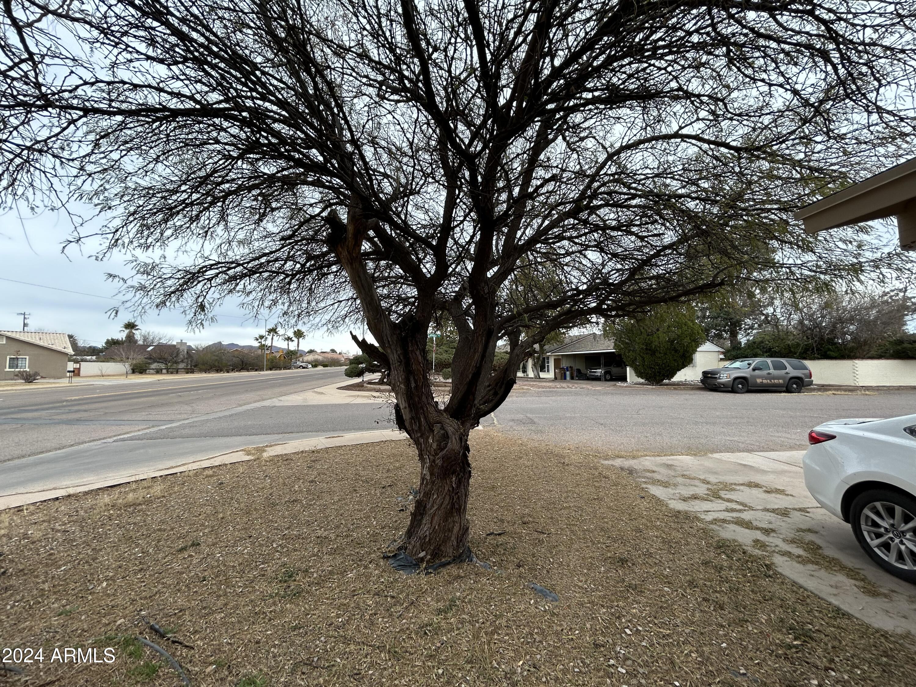 2419 East 10th Street Douglas, AZ 85607 - Photo 4 of 21 a view of a yard with trees
