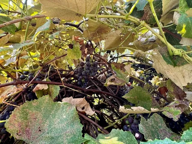 $440,000 | 3000 Haskins Road, Vienna, NY 13308