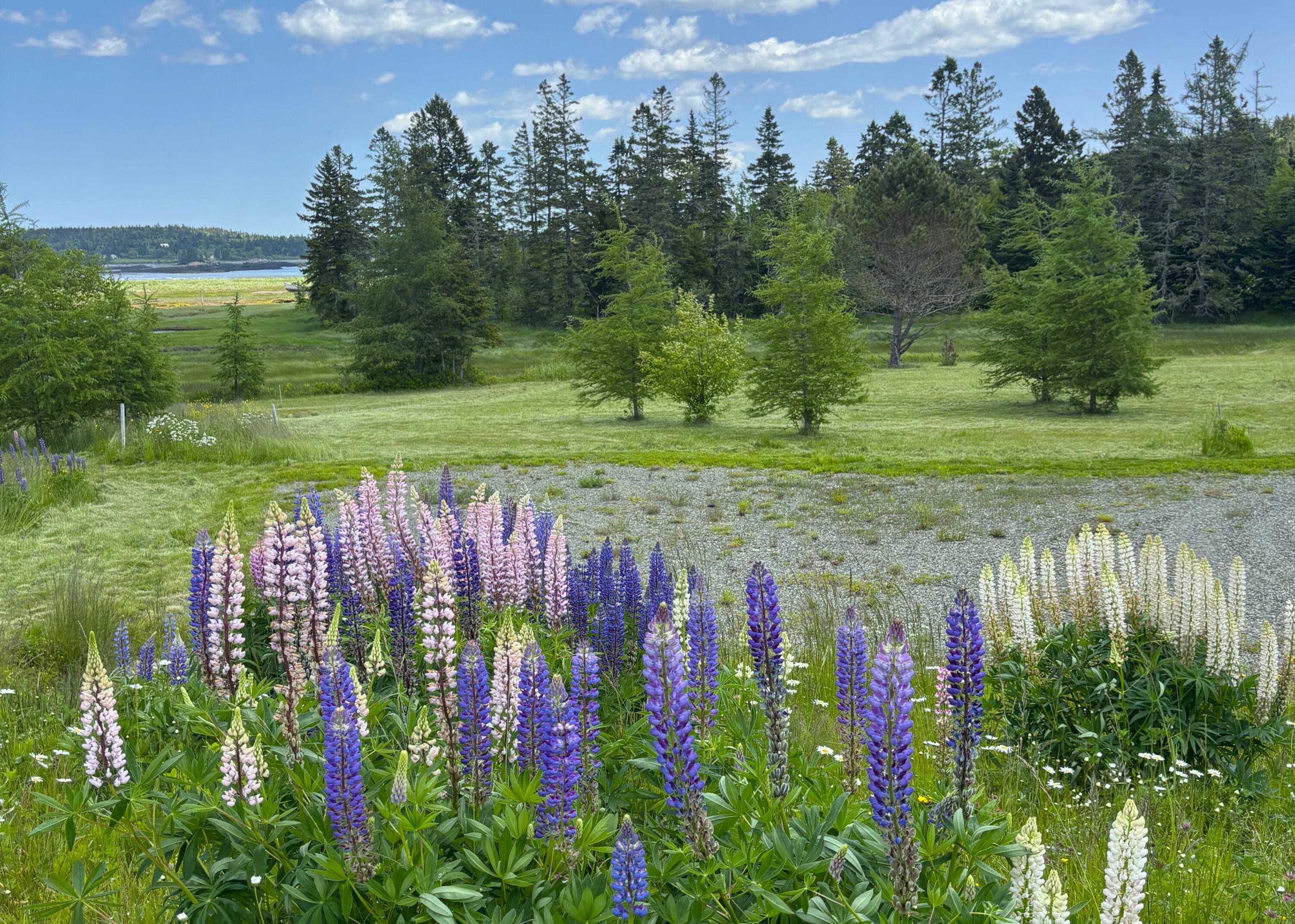 Lot 20.1 Smokehouse Road Lubec, ME 04652 - Photo 4 of 21 IMG_6051.ed
