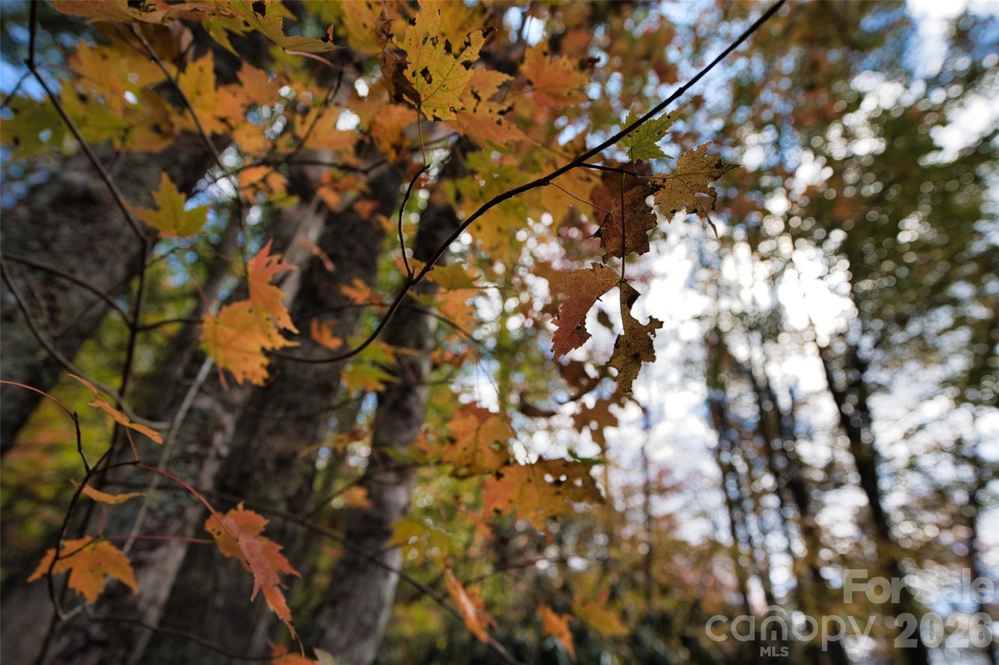 366 Renfro Road Green Mountain, NC 28740 - Photo 31 of 40 Gallery Image 31