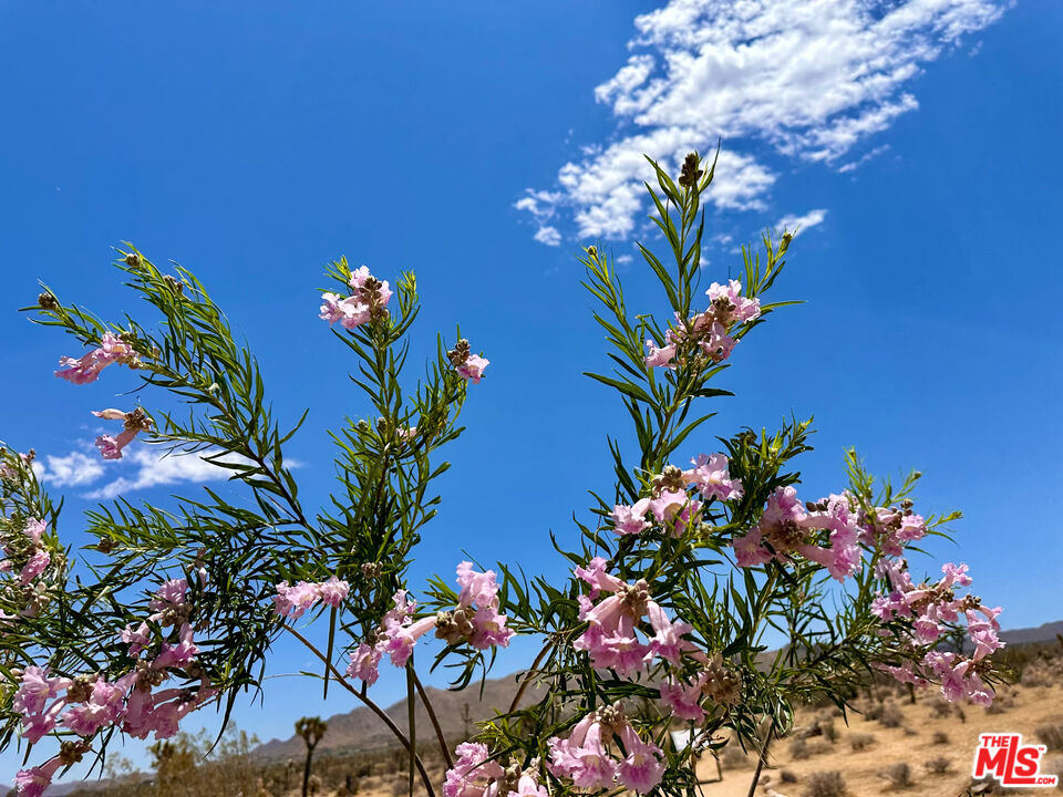61855 Valley View Circle Joshua Tree, CA 92252 - Photo 50 of 59 a view of a flower in a flowers with a flower