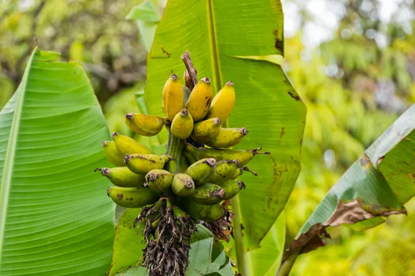 $200,000 | 11-3119 Alii KOA Street, Volcano, HI 96785