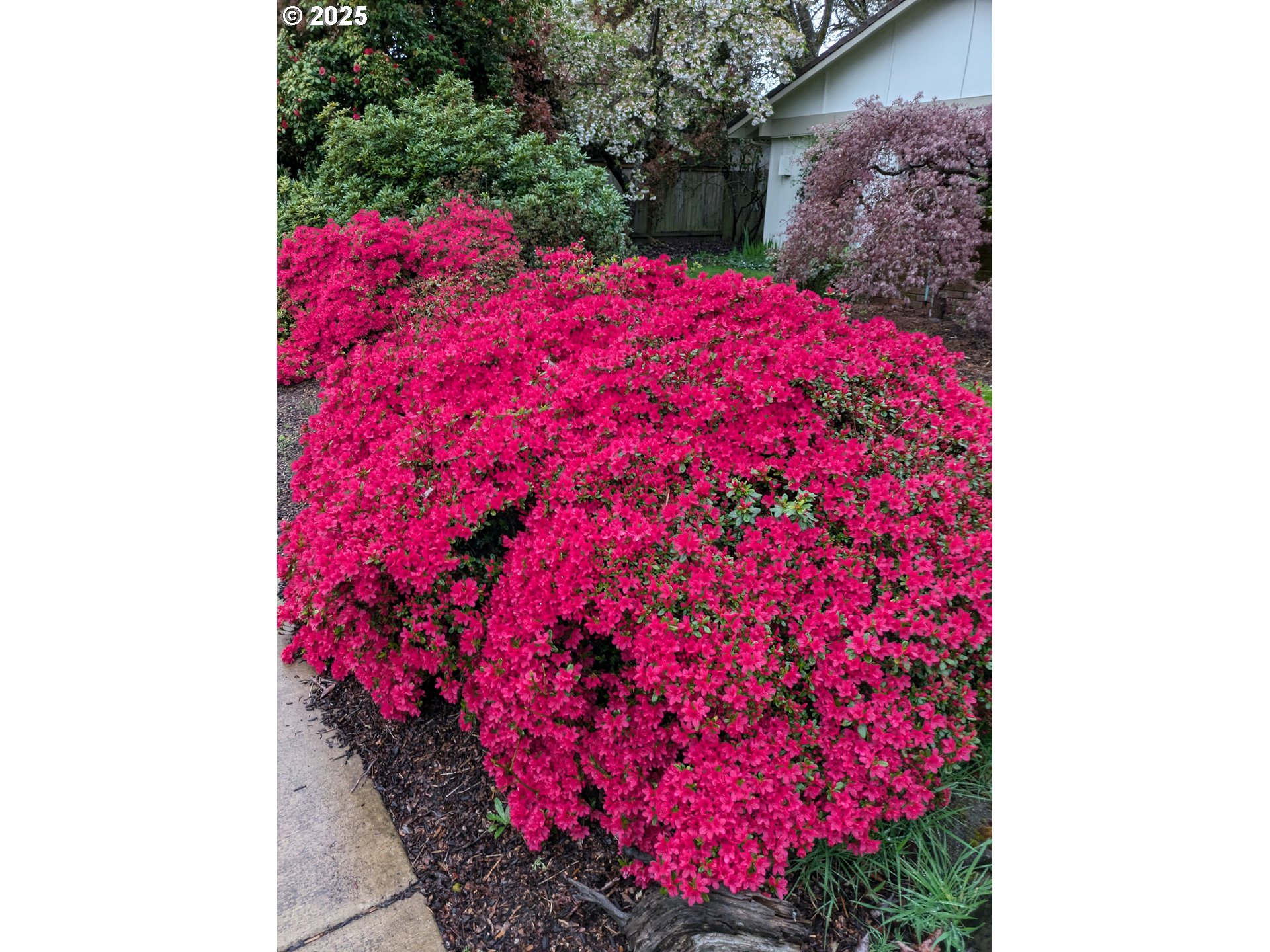 3515 Regent Avenue Eugene, OR 97401 - Photo 43 of 45 Backyard