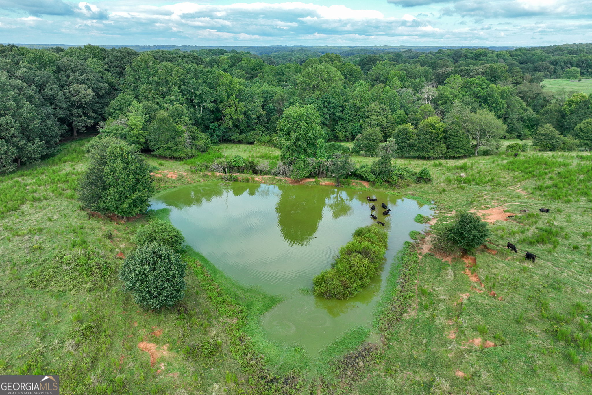 0 Turkey Creek Road Carnesville, GA 30521 - Photo 18 of 28 a view of a lush green forest with lawn chairs and plants